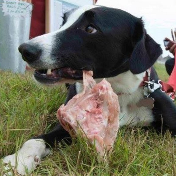 Dog ate whole chicken carcass hot sale