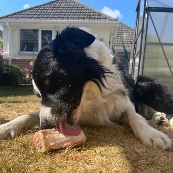 border collie licking a marrow bone