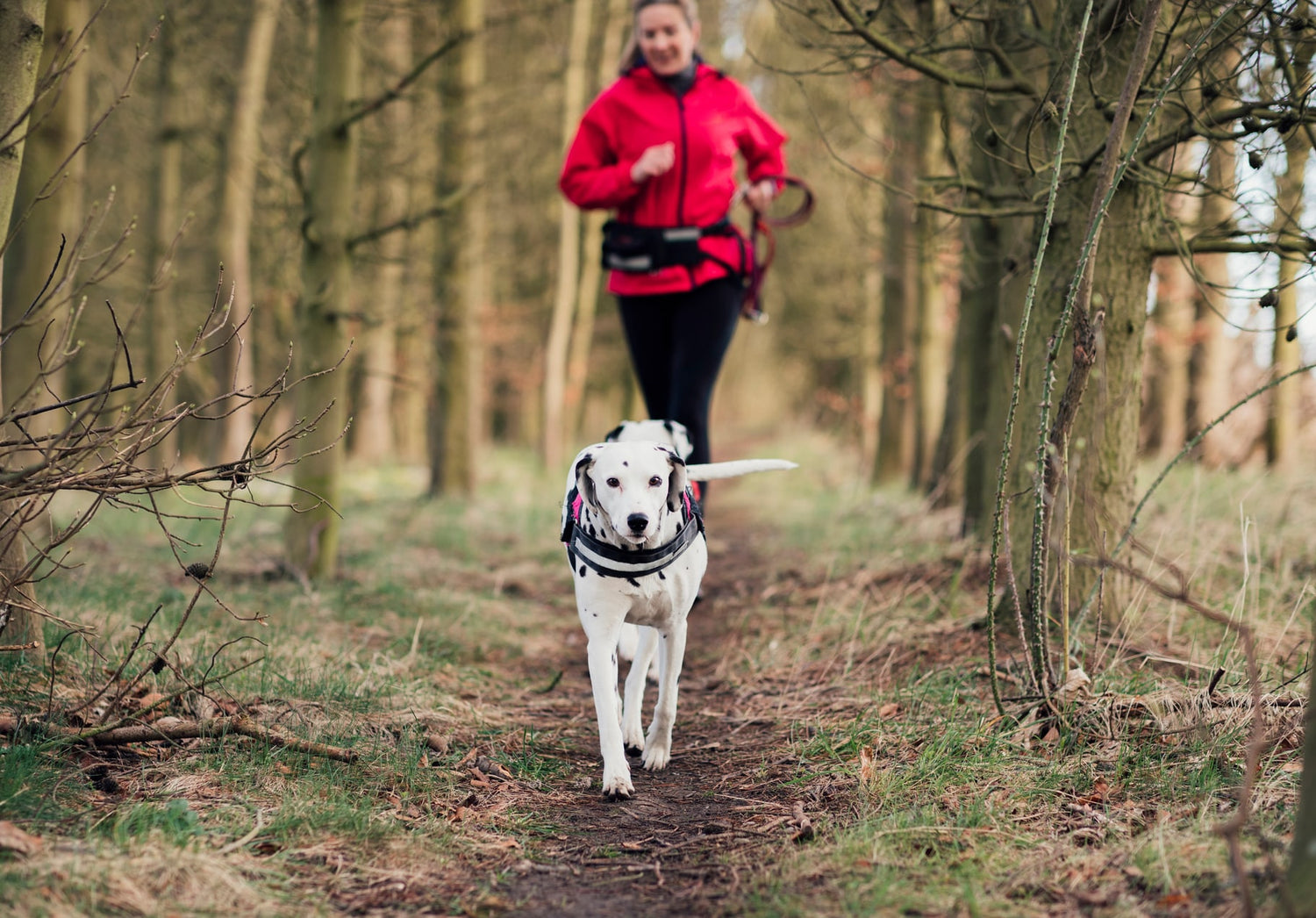 lady running with her dalmatian through the woods